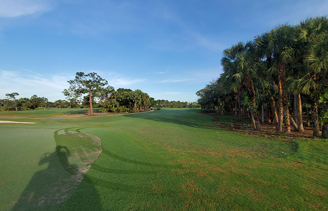 Trees on golf course